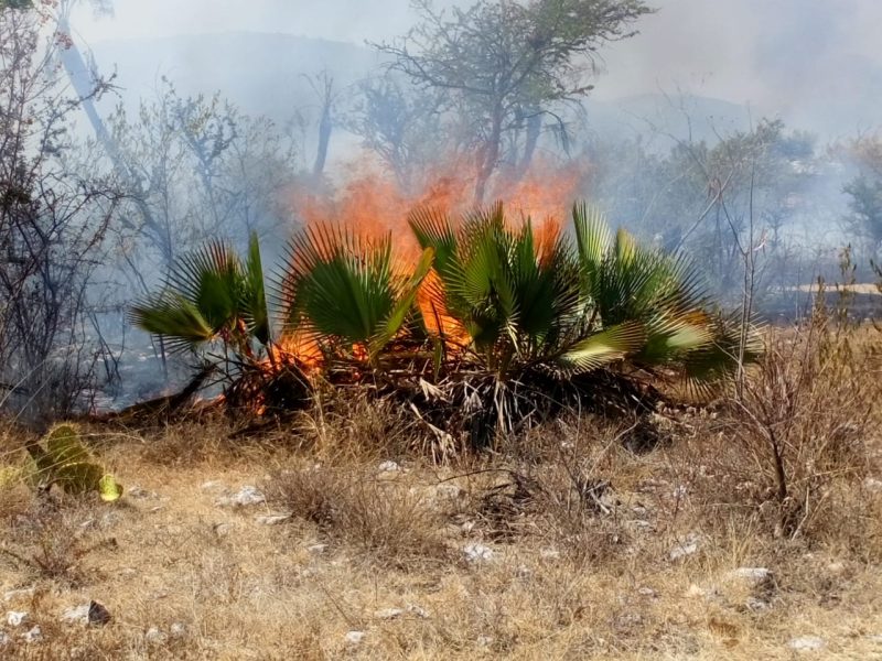 Van 114 incendios en municipio de Huajuapan en 2021; 12 forestales