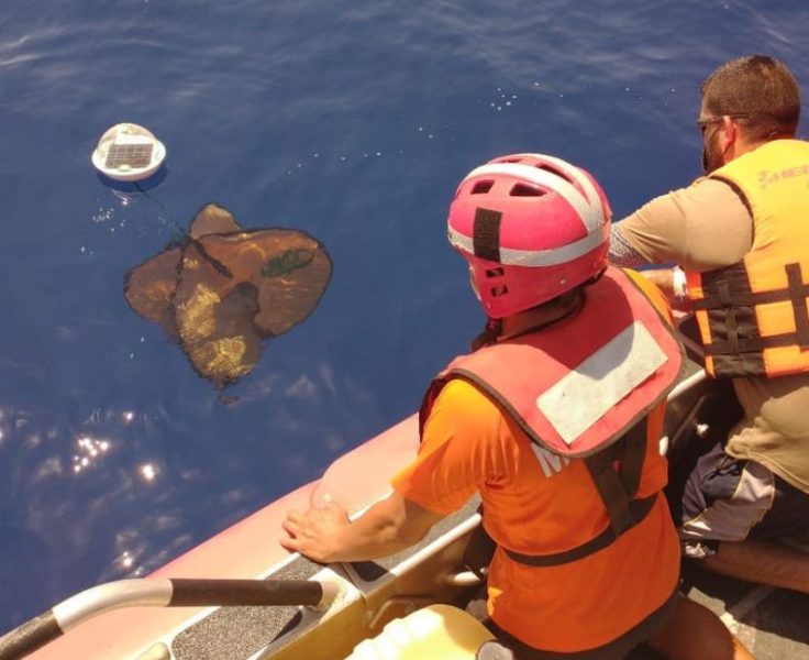 Liberan en el Caribe tres sondas para estudiar trayectoria de sargazo