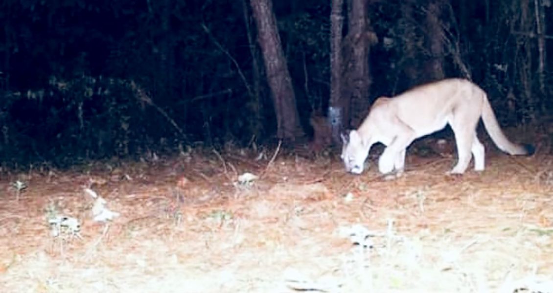 En la Cañada, un puma mata a niño de doce años