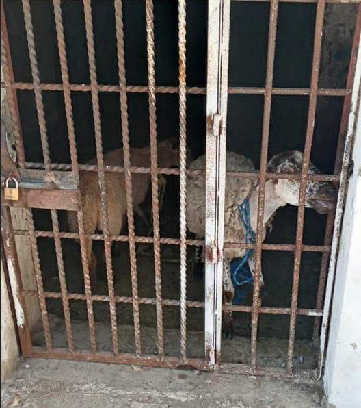 Investigan denuncia por dos borregos encarcelados en una cárcel de la mixteca