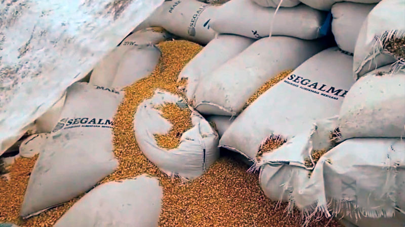 Alista Segalmex primer embarque de maíz de Sinaloa para abastecimiento de tiendas Diconsa