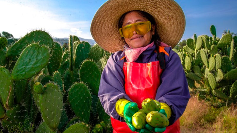  Comienza temporada de tuna con abasto garantizado y crecimiento en valor de producción: Agricultura