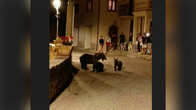 Defensores de animales condenan la muerte de una osa en los Abruzos, Italia