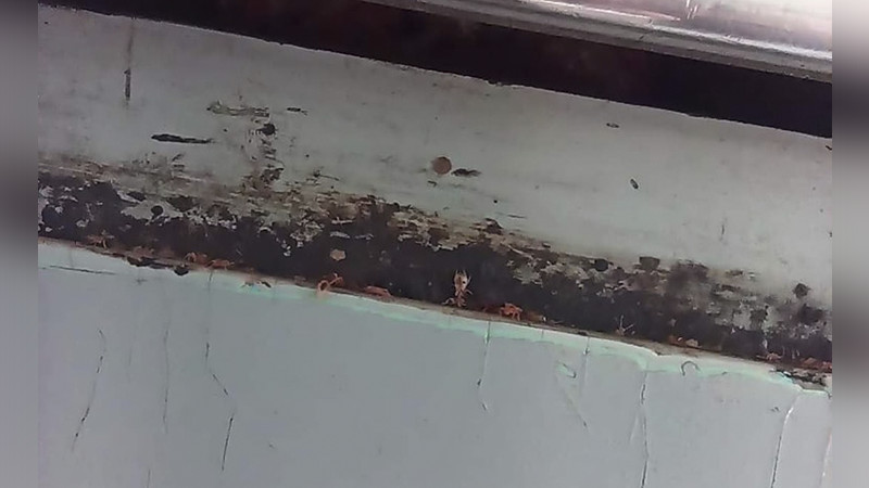  Usuaria denuncia presencia de chinches en el Metro CDMX